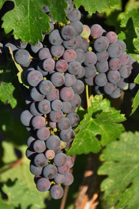 purple vineyard grapes